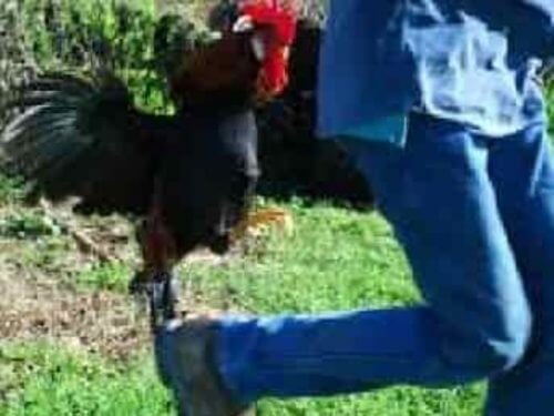 Rooster attacking person